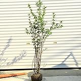 お庭にアクセントをお探しならコレに決まりです！庭木：黒花ろうばい/クロバナロウバイ　大株！！　樹高：約100ｃｍ