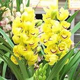 お買い得　シンピジューム鉢植え　3本立て　黄色系　お祝い・誕生日などのプゼントに・・・