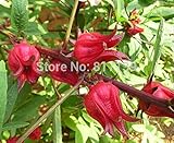 新着ホームガーデン植物10種の新鮮なRosellaのハイビスカス・サブダリッファ種子送料無料