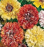 花の種子ダブルデイジーKilevataya（菊carinatum）年報