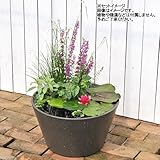 睡蓮鉢 メダカ鉢 金魚鉢 ブラウン 直径44cm 高さ25cm 軽量2kg、割れにくい、頑丈な厚み1.2cm
