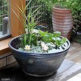 手作り睡蓮鉢(メダカ鉢) 益子焼 彩(SAI) 小碗型 古信楽 青 睡蓮鉢・金魚鉢・メダカ鉢