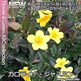 甘い香りの誘惑・【黄色の天使】・カロライナジャスミン・3.5号ポット・苗