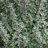 タイム（立性）：シルバータイム3号ポット6株セット[ハーブ苗] ノーブランド品