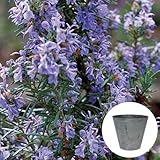 ローズマリー 立性 栽培セット 【 オランダの可愛らしいデザインプランター / グレー 】