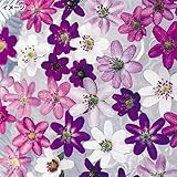 国華園　山野草苗　雪割草ミックス(無選別)　12芽【※発送が国華園からの場合のみ正規品です】