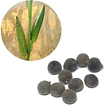 オクラ種15粒　冬瓜タネ15粒　トウガン　自家採種　収穫夏以降　農薬不使用 楽天市場】瓜(小〜中玉向き品種) 種 【沖縄冬瓜 小袋】 : フタバ