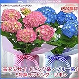母の日 【数量限定】 玉アジサイ (青系・桃系) 5号鉢植え・ラッピングギフト【プレゼントに・送料無料】【母の日ギフト】 (青系(ブルー系))