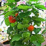 【お買い得】ほおずき（鬼灯） 鉢植え 5号かご付き ホオズキの緑やオレンジ色の実が提灯のような植物