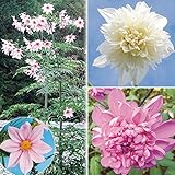 国華園 花苗 皇帝ダリア福袋 4株【※発送が国華園からの場合のみ正規品です】