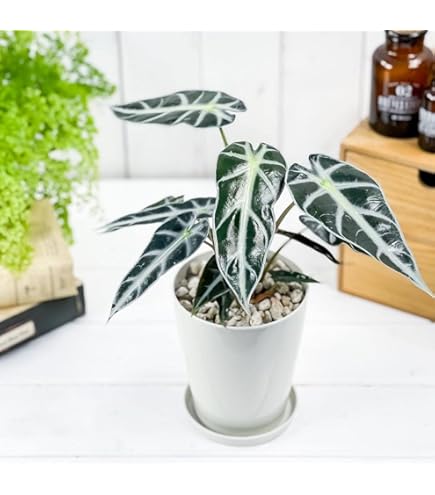 Amazon.co.jp: PLANCHU 観葉植物 アロカシア ドラゴンスケール 4号鉢