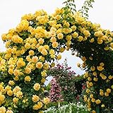 バラ苗 つるゴールドバニー 国産新苗植え替え6号スリット鉢 つるバラ(CL) 返り咲き 黄色系