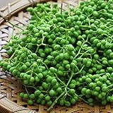 山椒 苗 【トゲなし実サンショウ ぶどう山椒】 1年生 接ぎ木 ポット苗