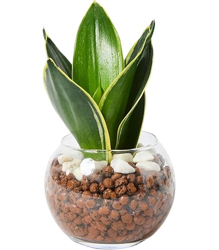 ss☆12　デンマークカクタス オレンジ金平糖 発根済み株 Z 希少種 Amazon｜おしゃれ 観葉植物：デンマークカクタス コンペイトウ 鉢植え