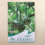 オリジナルパッケージ観賞用果実の種子、スワンボトルひょうたんの種、成熟した開花90日、5粒子の種子/バッグ