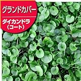 グランドカバー 種子 タキイ種苗 ダイカンドラ（コート種子）播種量目安8～15g/m2 (0.5kg)