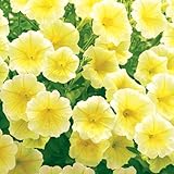 タキイ種苗 ペチュニア ギュギュ イエロー 3株セット