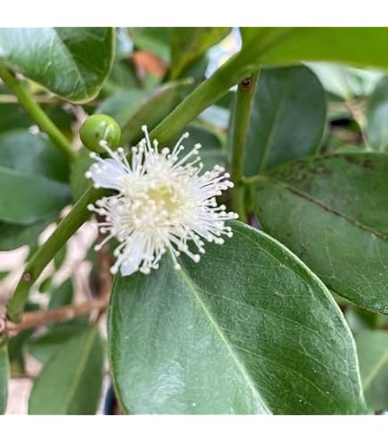「mekomeli」花芽付き苗　とても珍しいグアバ　ストロベリーグアバ ストロベリーグアバ 花芽あり 今年結実 - メルカリ