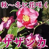 サザンカ　樹高1.0m前後