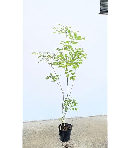 Amazon｜山採り天然 アオダモ 4本立ち 35｜観葉植物 オンライン通販