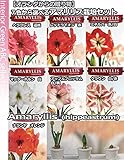 ７色から選べる【大輪の花】アマリリス栽培セット【限定品】 (クラウン（白/赤）)