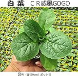 白菜 ＣＲ-威風ＧＯＧＯ 9cmポット苗 5ポットセット