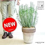 LAND PLANTS ローズマリー 立性 イタリア製 コーヒースクラッチ鉢