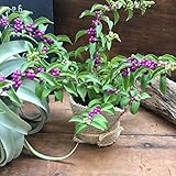 ムラサキシキブ 紫式部 ☆ 観葉植物