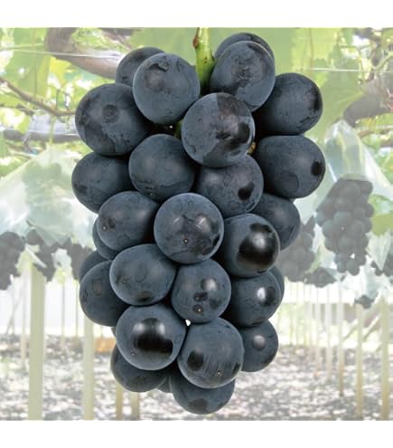 BKシードレスぶどえPVP苗木 BKシードレスぶどう PVP苗木