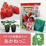 イチゴの袋栽培セット：ベルポットとイチゴ苗／あかねっこ（あかねっ娘）[甘くて香りが高いいちご] ノーブランド品
