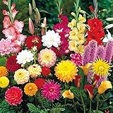 国華園　春植え球根ガーデンセット 7種50球【※発送が国華園からの場合のみ正規品です】