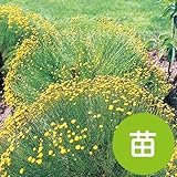 サントリナ グリーン 【苗】 9cmポット ＜当店は 苗 種 鉢 培養土 ニーム の専門店＞