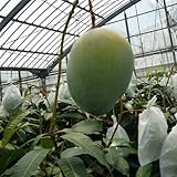 キーツマンゴー接木苗(大サイズ)