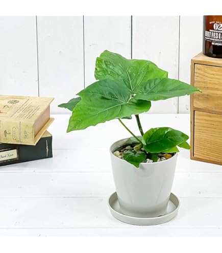 大型　フィカス ウンベラータ　陶器鉢　植え込み発送 大型 フィカス ウンベラータ 陶器鉢 3本立 植え込み発送 観葉植物