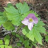 【山野草】シラネアオイ