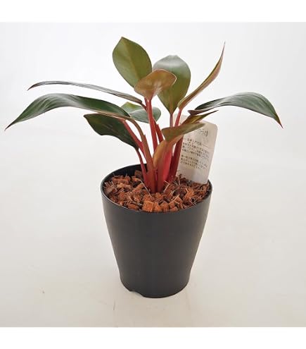 Amazon | スピリタスサンクチ フィロデンドロン 観葉植物 スピリタス