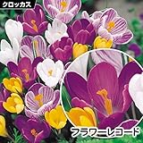国華園　秋植え球根 大輪クロッカス 紫 フラワーレコード 10球【※発送が国華園からの場合のみ正規品です】