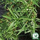 ハーブ 苗 【フレンチタラゴン】 3号ポット×5株セット