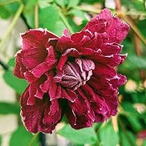 61hHrHmAjHL._AC_UL210_SR210,