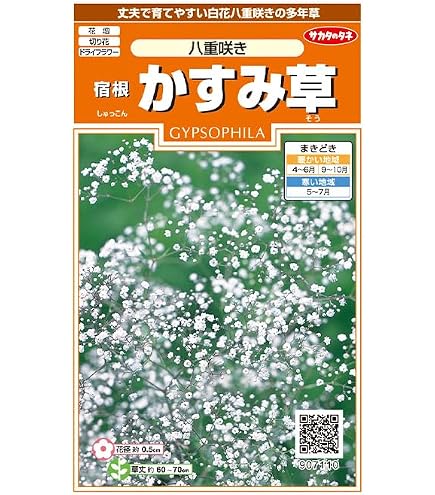 Amazon.co.jp: 宿根カスミソウ ホワイト苗 八重咲き 多年草 : DIY