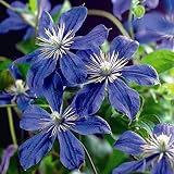 【2018年夏~ 開花見込み株】【クレマチス】【5号大株】アラベラ