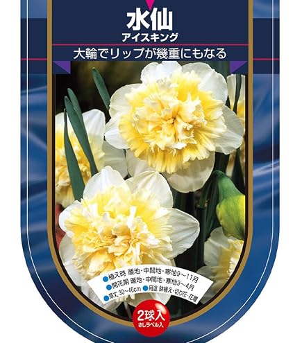 Amazon.co.jp: すずらん水仙（スノーフレーク の球根 12個セット : DIY