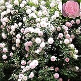 Mix Climbing Plant Polyantha Rose Seeds DIY Home Garden Courtyard Pot Flower 100 seeds/pack Polyanth