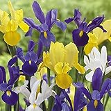 国華園　春植え球根　夏咲ダッチアイリスミックス（花色見計らい）　30球【※発送が国華園からの場合のみ正規品です】