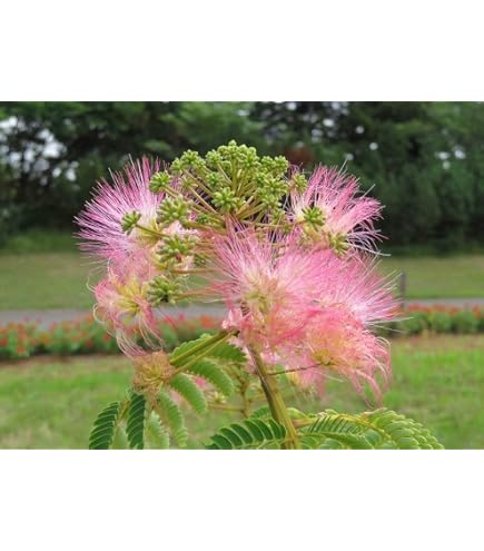 Amazon.co.jp: モンステラデリシオーサマクロコズム超希少系統鉢植え79