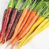国華園　野菜たね　ニンジン　F1カラフル人参ミックス　1袋(ペレット種子100粒入)【※発送が国華園からの場合のみ正規品です】