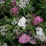 シモツケ：源平（ゲンペイ）5号ポット[縁起の良い紅白の花を咲き分ける低木] ノーブランド品