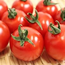 青森県産★ミニトマト専用 青森県産完熟ミニトマト