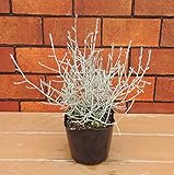 【プラチーナ(カロケファルスシルバーブッシュ ) 】 1株