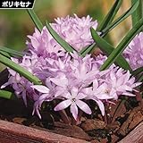 国華園　夏植え球根 ポリキセナ ピンク 5球【※発送が国華園からの場合のみ正規品です】